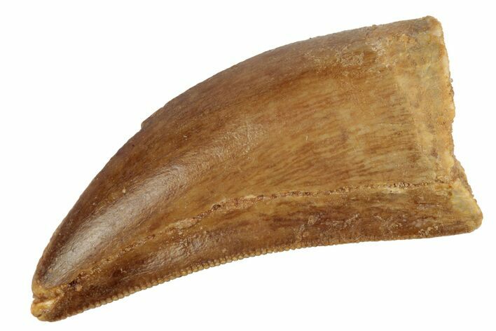 Serrated, 1.54" Juvenile Carcharodontosaurus Tooth 